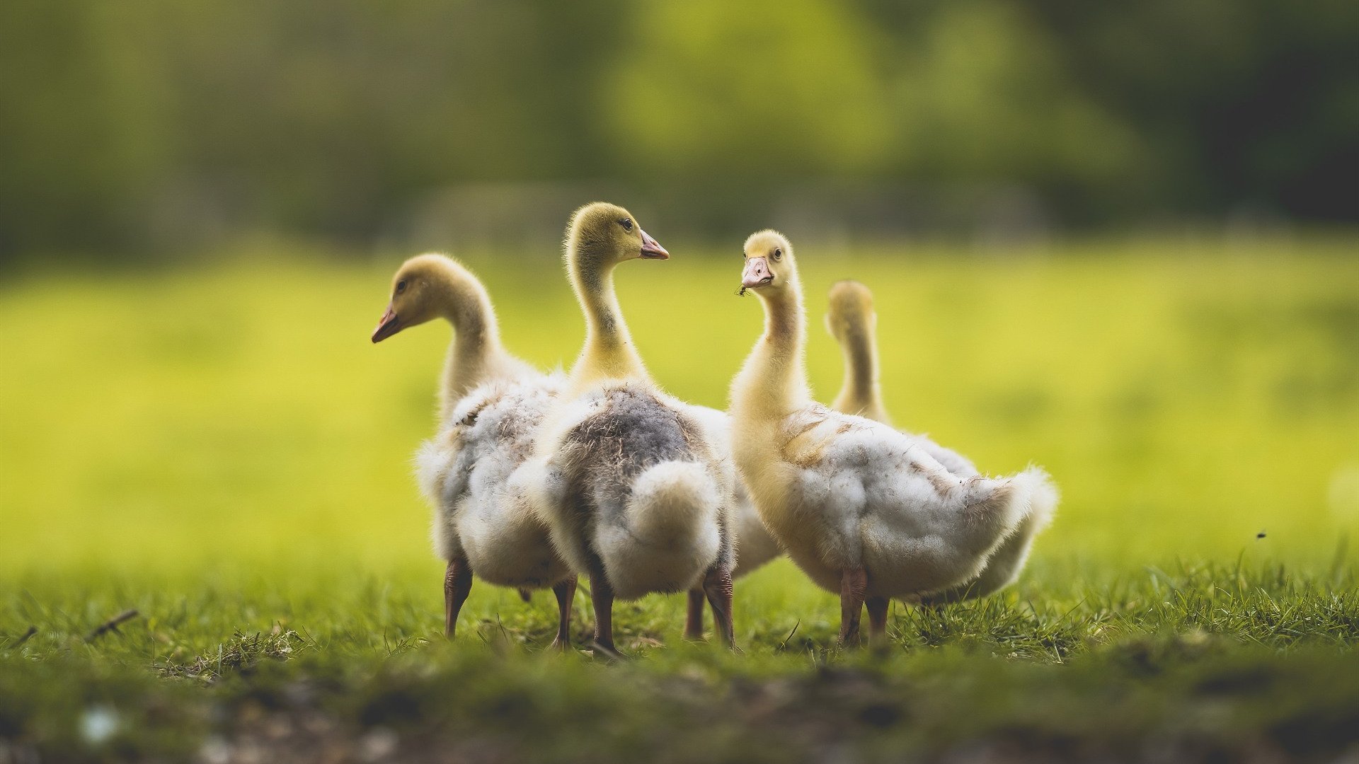 开云体育平台APP-血色绝杀！锡安擎天一柱终结七连败