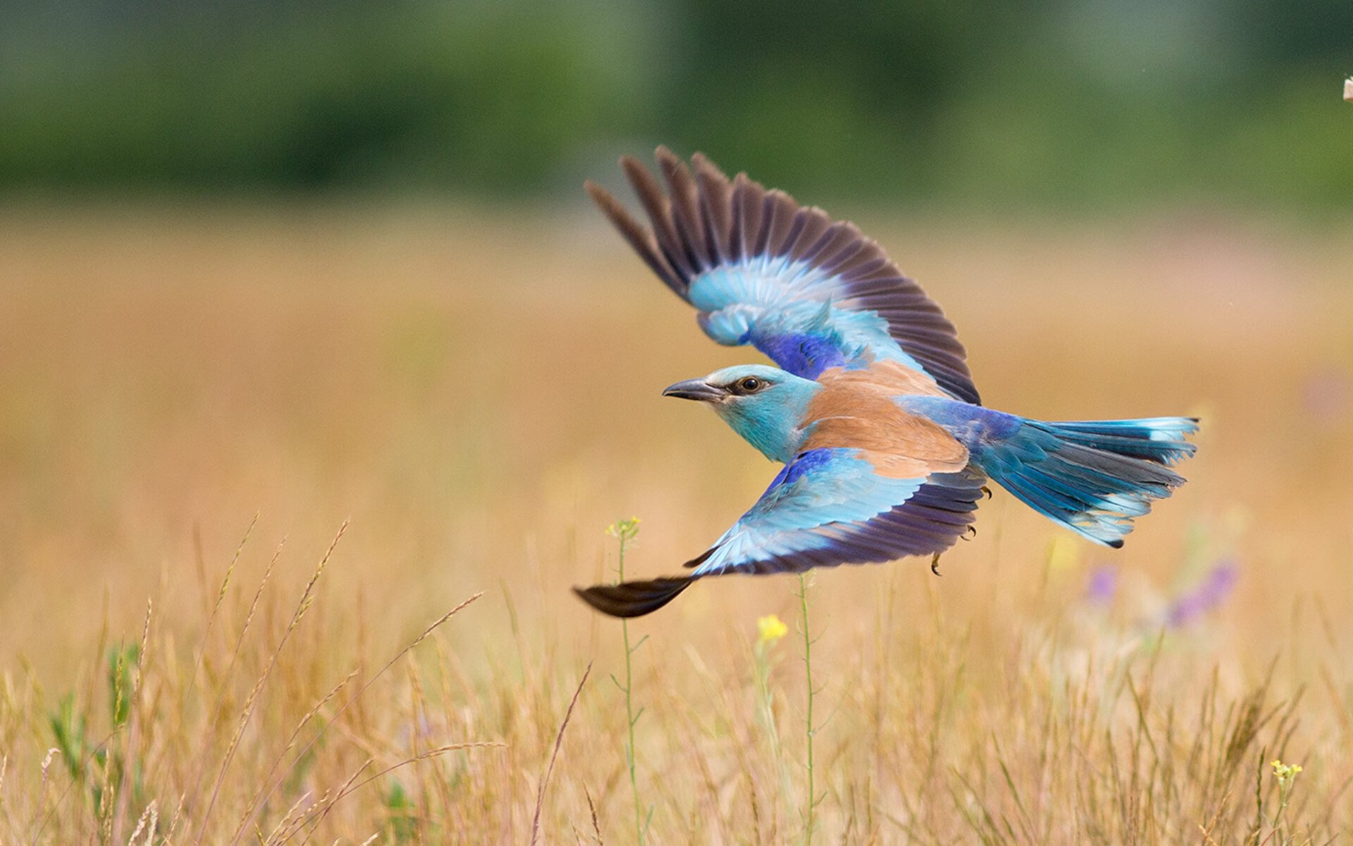 韧性与速度的对话，戈麦斯冠军级表现点燃爱尔兰与牙买加之战