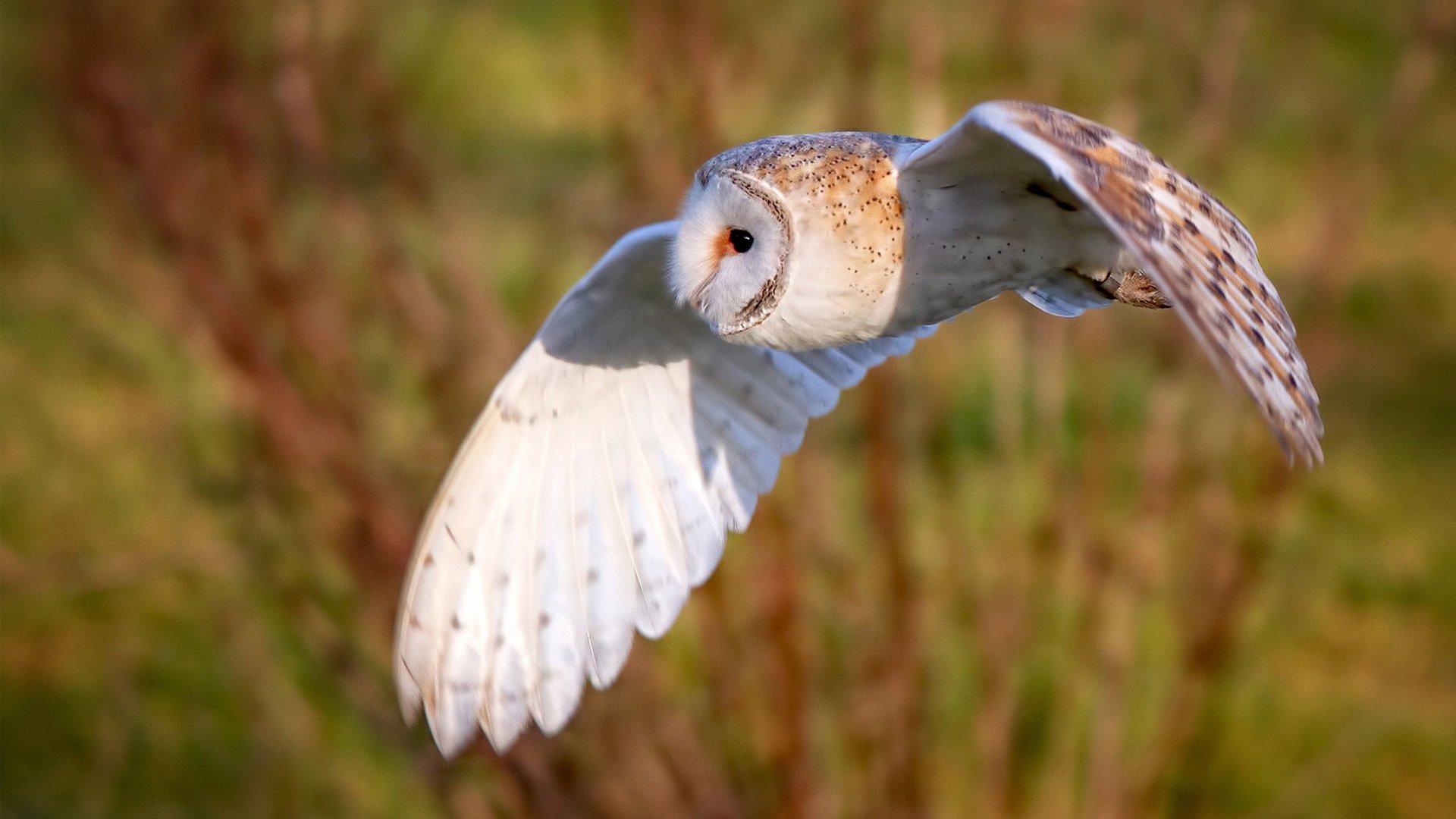 开云体育app-篮球的宇宙，足球的光年，当平行时空的焦点在此刻重叠