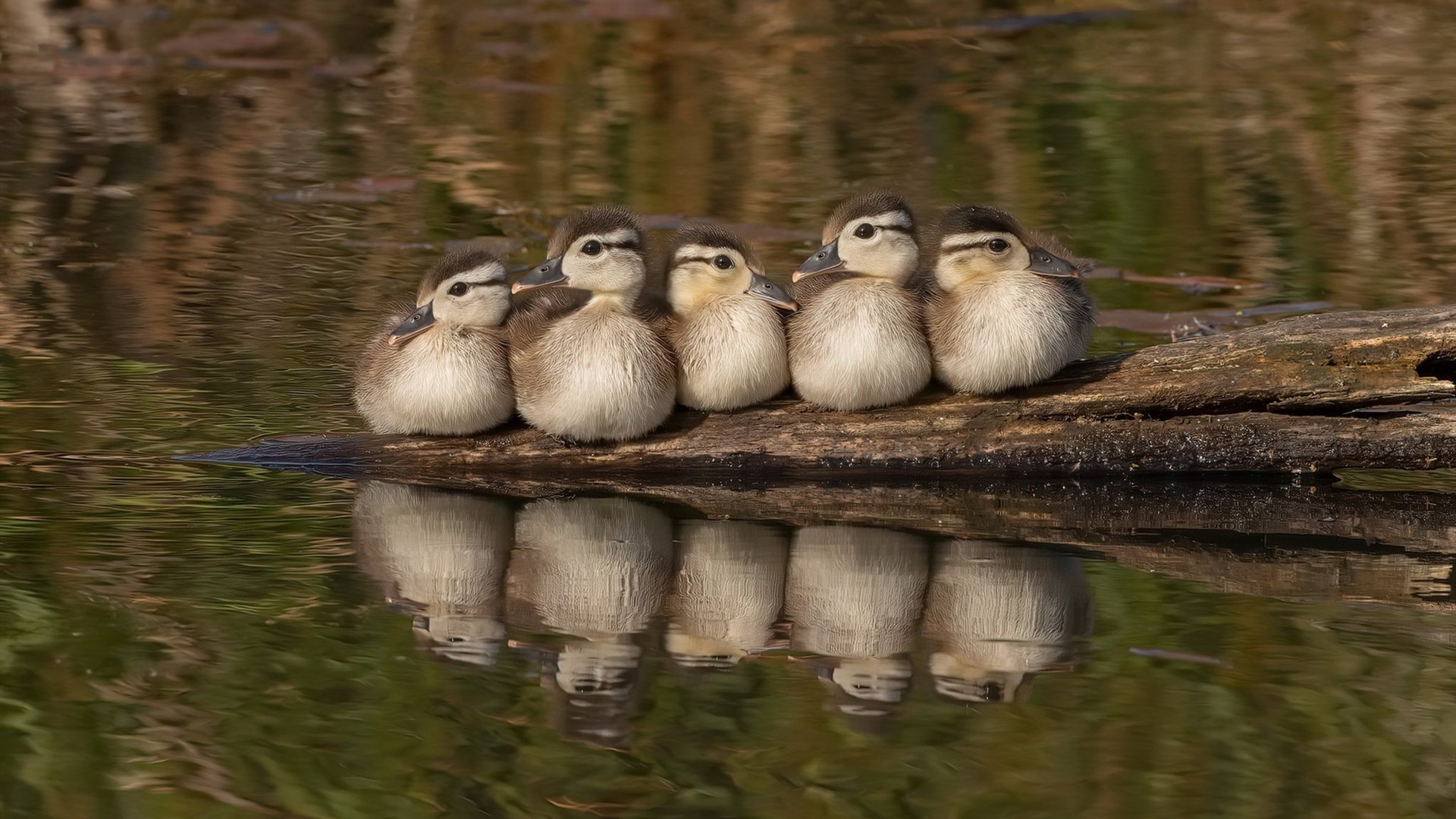 开云体育APP下载-绿茵对话，当AC米兰的优雅遇上加拿大的冰火，阿圭罗的刀锋于缝隙中游走