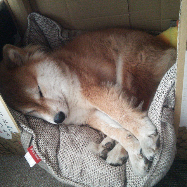 开云体育官网-双星耀世，哈登狂飙背后，广东三枪如何让湖人俯首称臣？