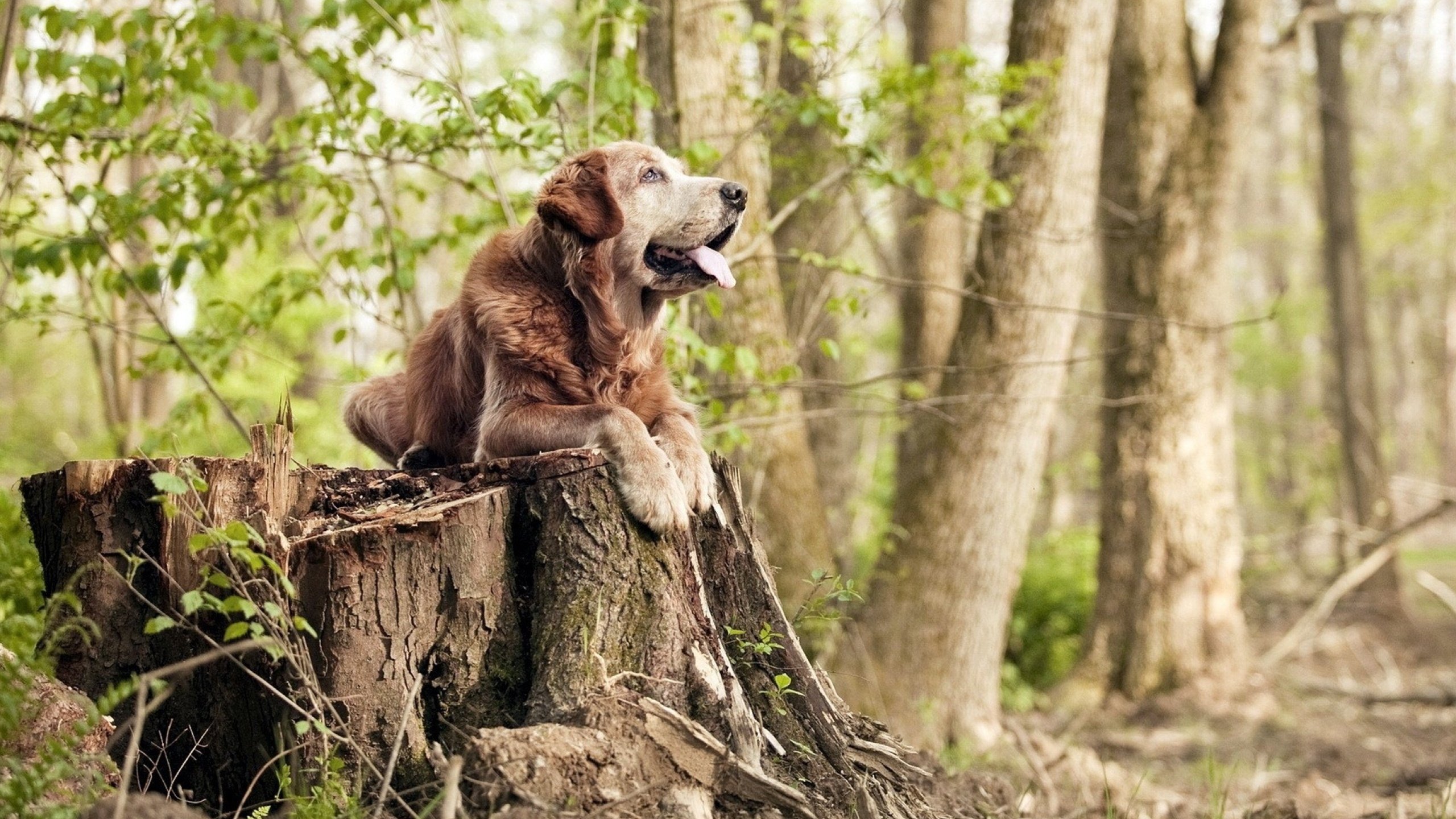 美加墨世界杯焦点战,塞维利亚淘汰罗马,足球盛宴预演激情