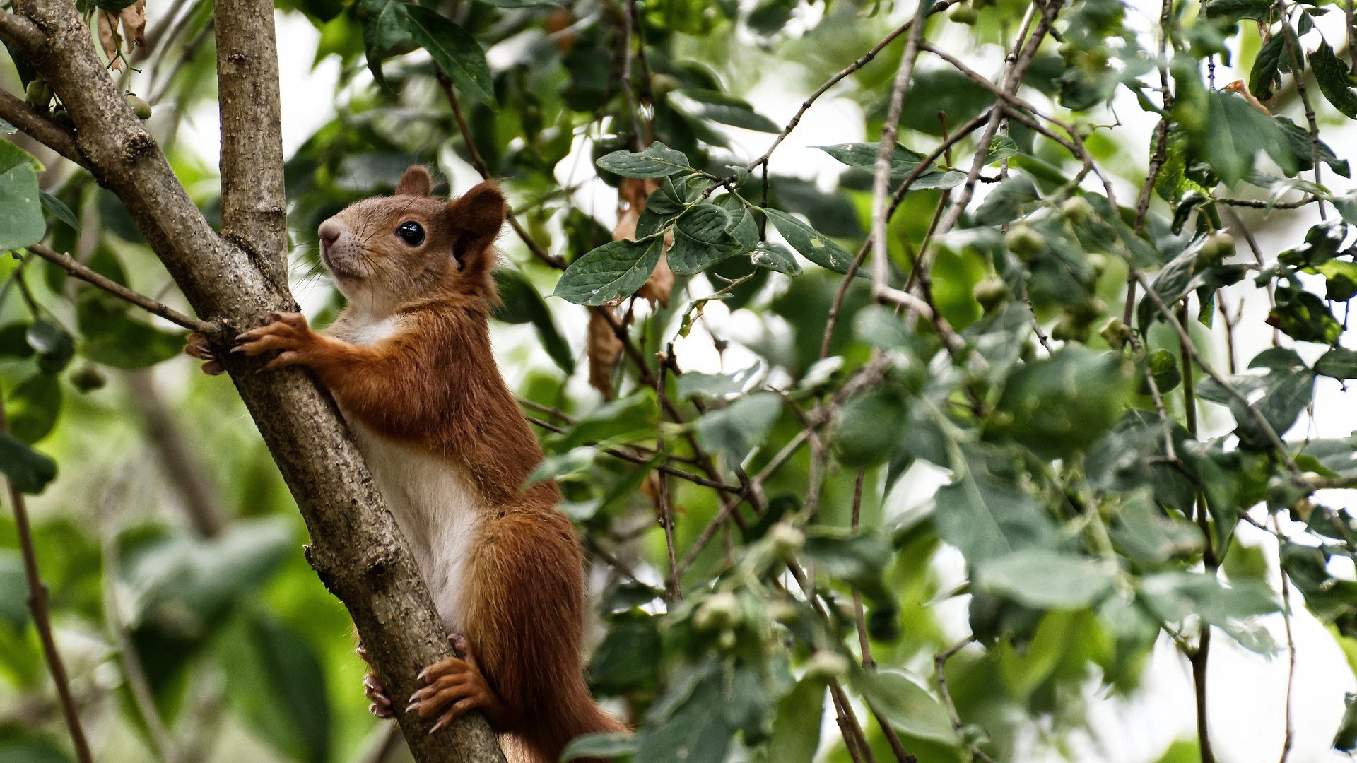 开云体育APP下载-角斗场之夜，马竞铁血突围罗马，弗拉霍维奇演绎完美中锋教科书