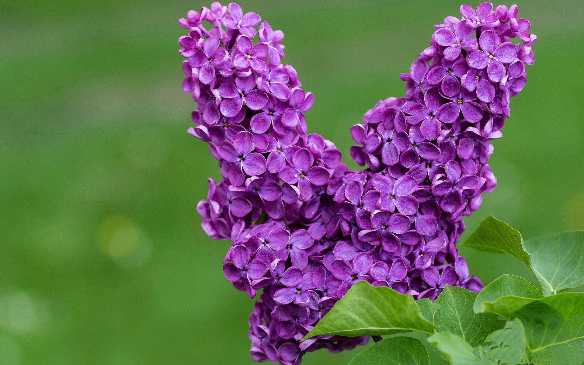 东决关键夜 莫兰特撕裂群兽围堵