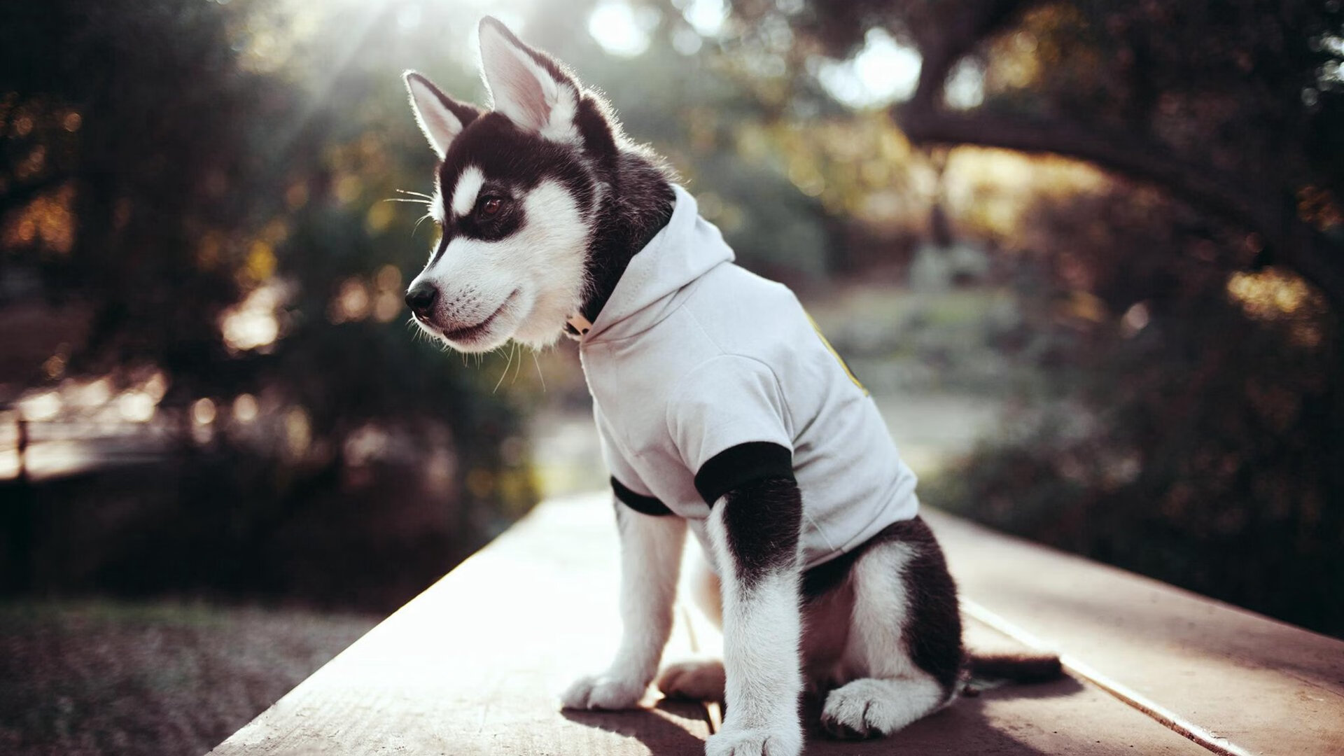 开云sport-黄潜艇绝杀与赛道超车，莱万如何用F1式接管定义胜利