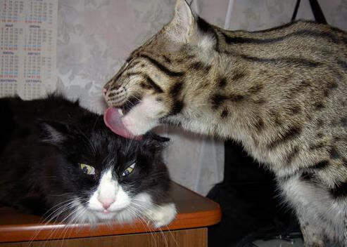 迪亚斯火力全开，马里第三节爆发击溃韩国