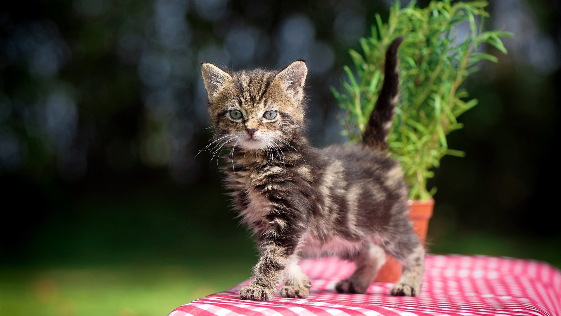 数据爆炸与团队胜利，德罗赞的狂野之夜与老鹰的完胜之道