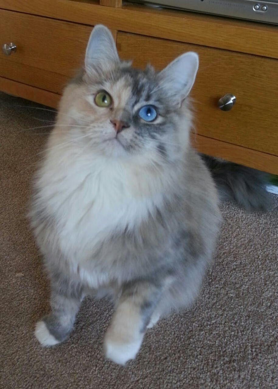 天体冲撞之夜，切特·霍姆格伦的引力如何撕裂步行者防线